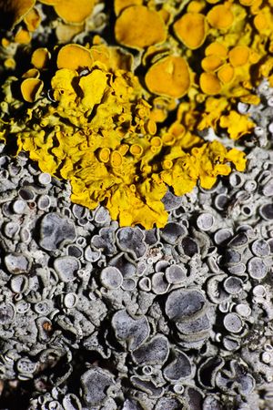 Yellow and grey lichens grow together. An original natural background