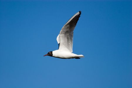 The seagull flies against the pure blue skyの写真素材