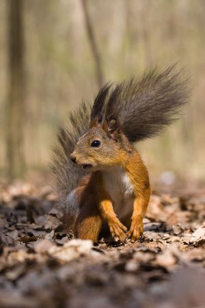 The squirrel has half-risen on hinder legs and looks in an objectiveの写真素材
