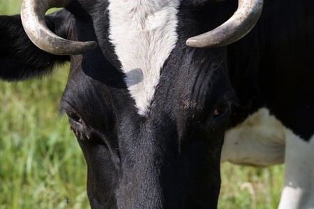 Cattle on a pastureの写真素材