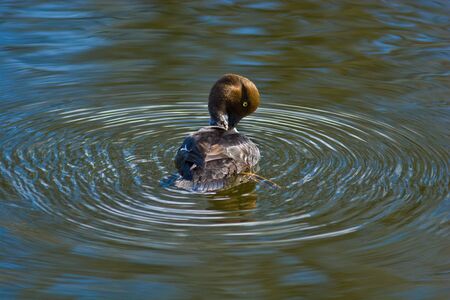 The duck bathes in a pond. Cleans feathers and does waves on waterの写真素材
