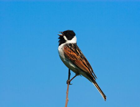 The beautiful male sings a song, calls a femaleの写真素材
