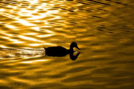 Waves are shone in sun beams. A summer sunset on the riverの写真素材