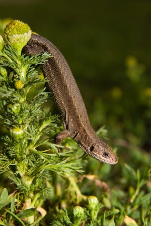 Lizard in the wild nature. Russia, the Ryazan region, Pronsky area, village Denisovo.