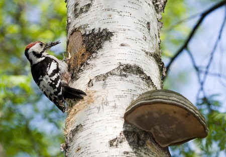 The woodpecker perched at a hollow. Russia, Moscow, Timirjazevsky park.の写真素材