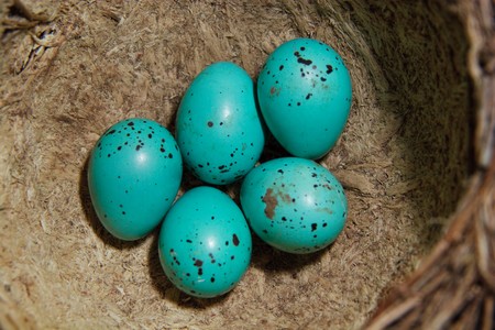 Six eggs in a nest of a song thrush. Colour of eggs as for Easterの写真素材