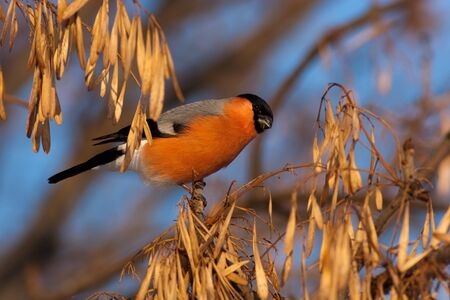 Bullfinch, Pyrrhula pyrrhula, male. Russia, Moscow, Golovinskys ponds.の写真素材