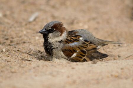 House Sparrow bathes in sand to get rid of parasites.の写真素材