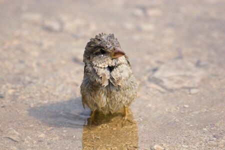 The female of a sparrow bathes in a pool.の写真素材