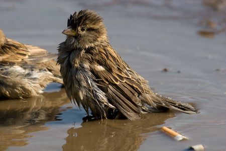 The female of a sparrow bathes in a pool.の写真素材
