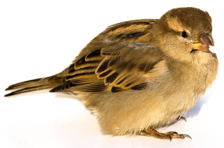 The sparrow on a white background eats bread.の写真素材