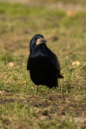 The adult rook costs on the earth and looks in a camera.の写真素材