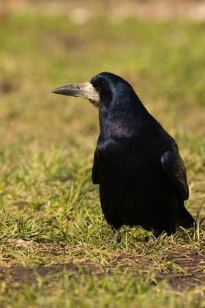 The adult rook costs on the earth and looks in a camera.