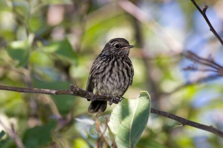 Bluethroat. The young baby bird perching on a branch of the tree.の写真素材