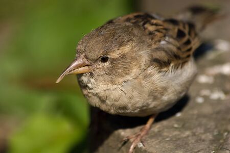 Too long beak at a female of a sparrow. Anomaly in the nature world.の写真素材