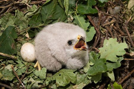 The baby bird nests. The Common Buzzard (Buteo buteo) is a medium to large bird of prey.