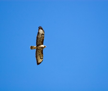 The bird soars in the sky. The Common Buzzard (Buteo buteo) is a medium to large bird of prey.