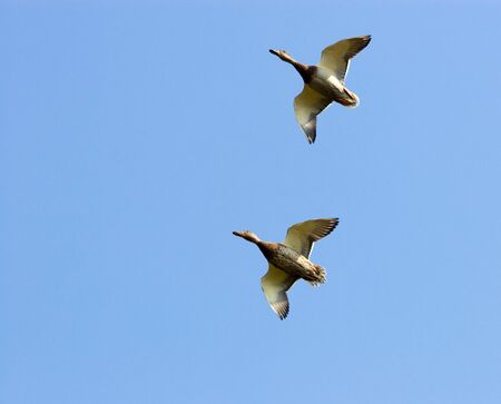 Two wild ducks fly in the sky.の写真素材