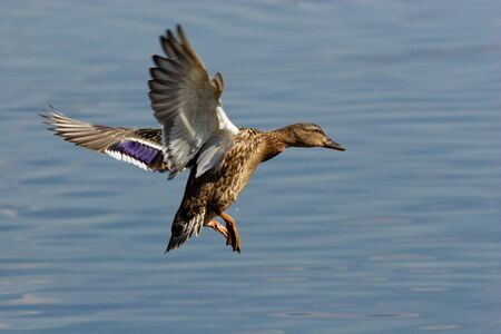 The female of a wild duck carries out landing.
