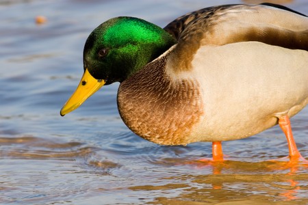 Close up photo showing the brilliant green colours of the male Mallard.の写真素材