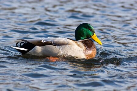 The wild duck bathes in water. A male.