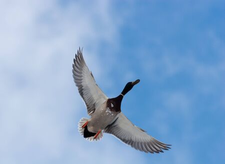 In the blue sky the drake with widely straightened wings flies.の写真素材