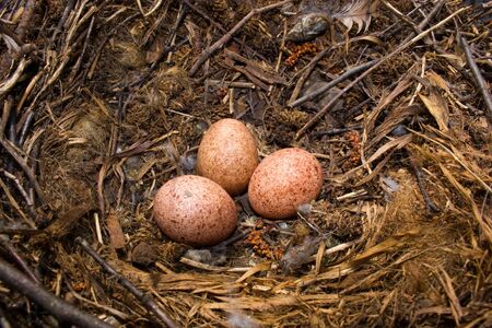 Nest of a Kestrel with eggs. The Common Kestrel (Falco tinnunculus) is a bird of prey species belonging to the kestrel group of the falcon family Falconidae.の写真素材