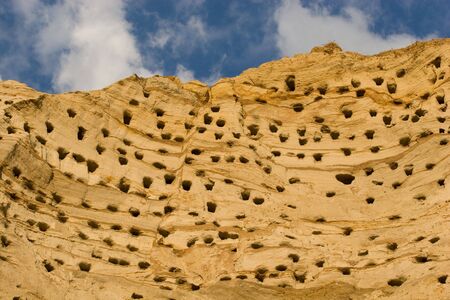 Colony of swallows. Active Sand Martin breeding colony.の写真素材
