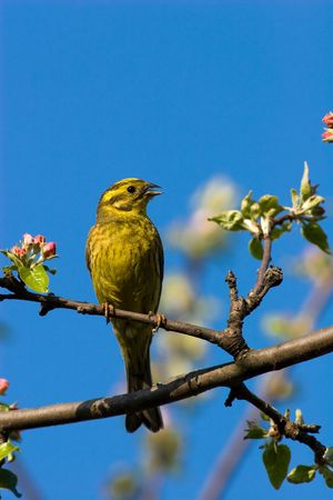 The Yellowhammer, Emberiza citrinella, is a passerine bird in the bunting family Emberizidae. Maleの写真素材