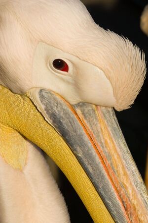 A pelican is a large water bird with a distinctive pouch under the beak, belonging to the bird family Pelecanidae.の写真素材
