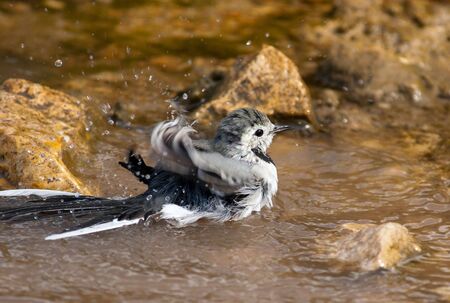 White Wagtail, Motacilla alba (Motacillidae) taking a bathの写真素材