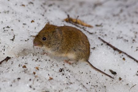 The wild field mouse in city park.の写真素材