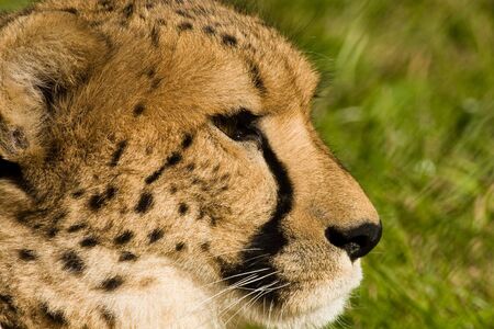 Photo of a cheetah in the Moscow zoo. The fastest land predator.の写真素材