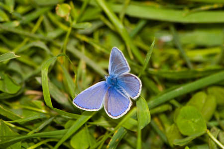 The beautiful bright butterfly sits on a plant.