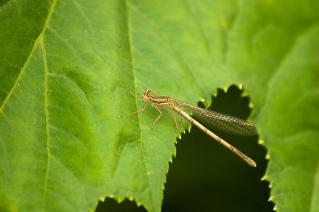 The beautiful dragonfly sits on a plant. A close up.
