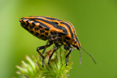 The beautiful striped bug sits on a plant. A close up.