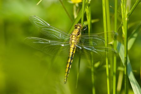 The beautiful dragonfly sits on a plant. A close up.の写真素材