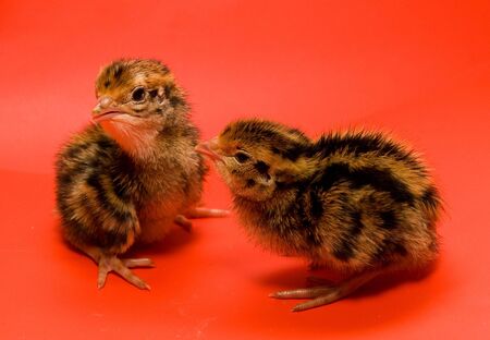quail Japanese on a red background in studio
