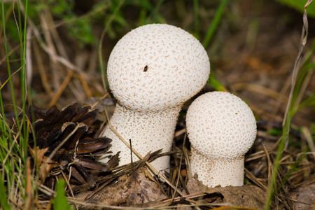 A puffball is a member of any of a number of groups of fungus in the division Basidiomycota.