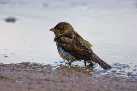 Wild bird in a natural habitat. Wildlife Photography.の写真素材