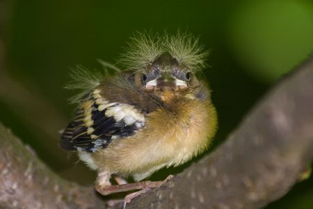 Wild bird in a natural habitat. Wildlife Photography.の写真素材