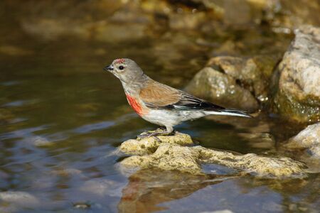 Wild bird in a natural habitat. Wildlife Photography.の写真素材