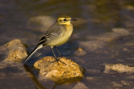 Wild bird in a natural habitat. Wildlife Photography.の写真素材