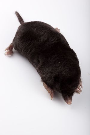 The European mole on a white background, separately.の写真素材