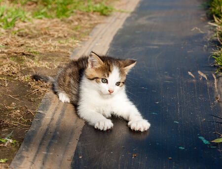 The small amusing kitten plays the fool.の写真素材