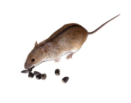 Beautiful wild mouse photographed on a white background.の写真素材