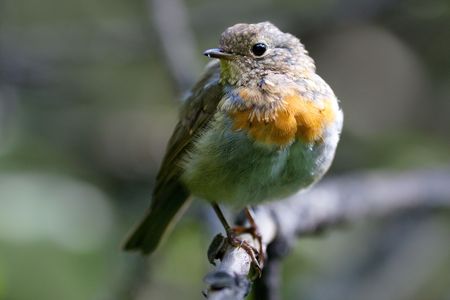 Just fledged bird on it's first flight out of the nest.
