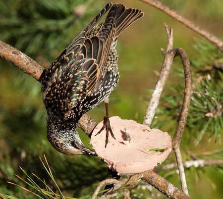Common starling in the autumn before flying awayの写真素材