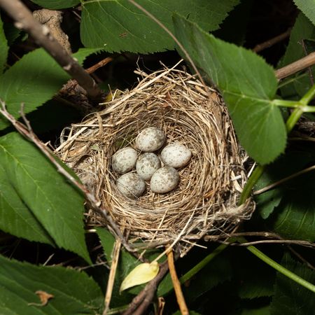 Eggs in a nest. No birds where hurt in the making of this image. Mother bird did not abandon her nest. Nest of bird.の写真素材