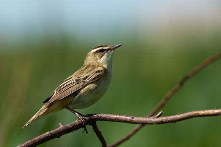 Warbler in a natural habitat. Wildlife の写真素材